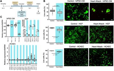 BEaTS-β: an open-source electromechanical bioreactor for simulating human cardiac disease conditions